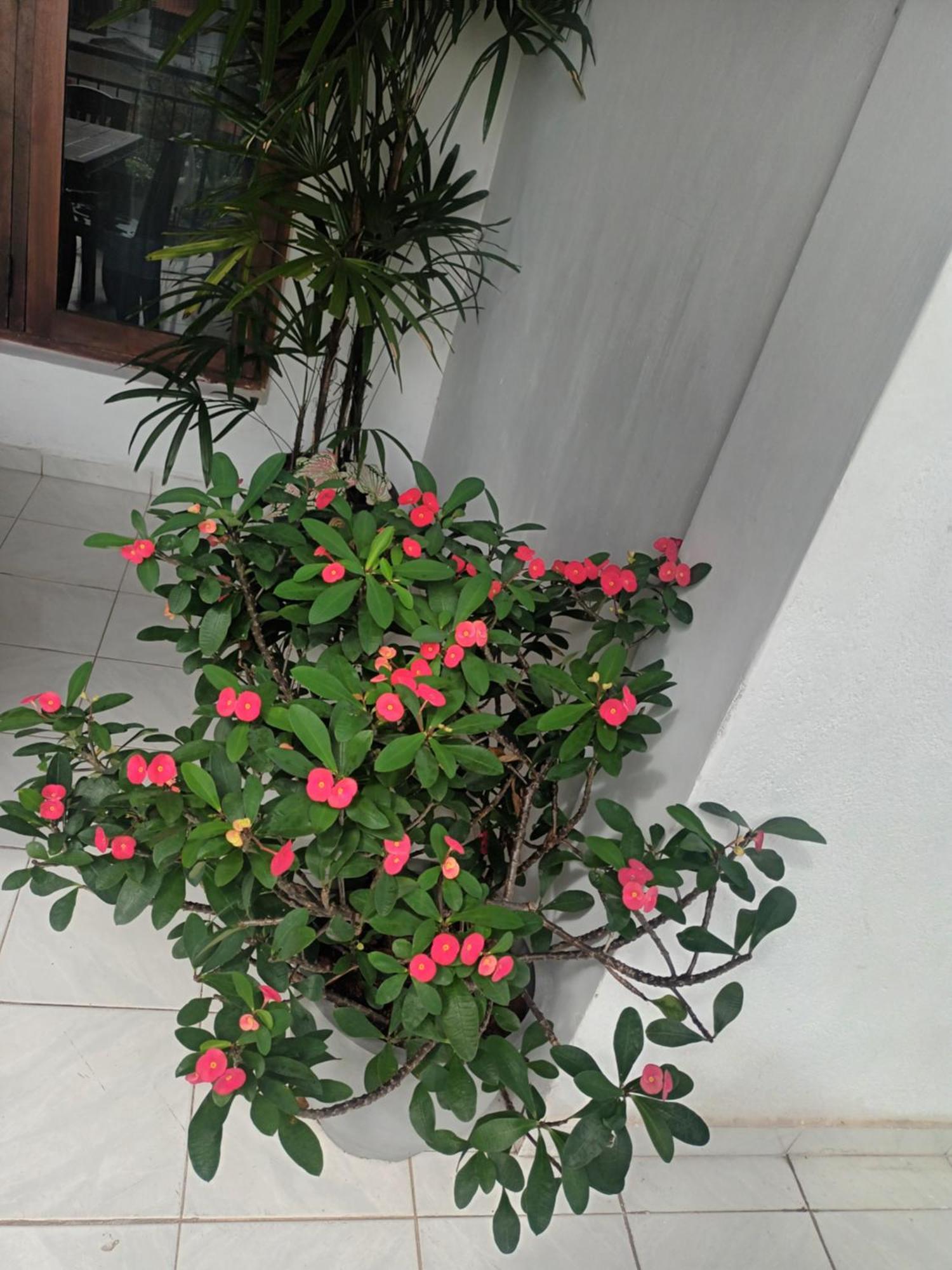 Lovely Flowers In Mount Lavinia Dehiwala-Mount Lavinia Kültér fotó