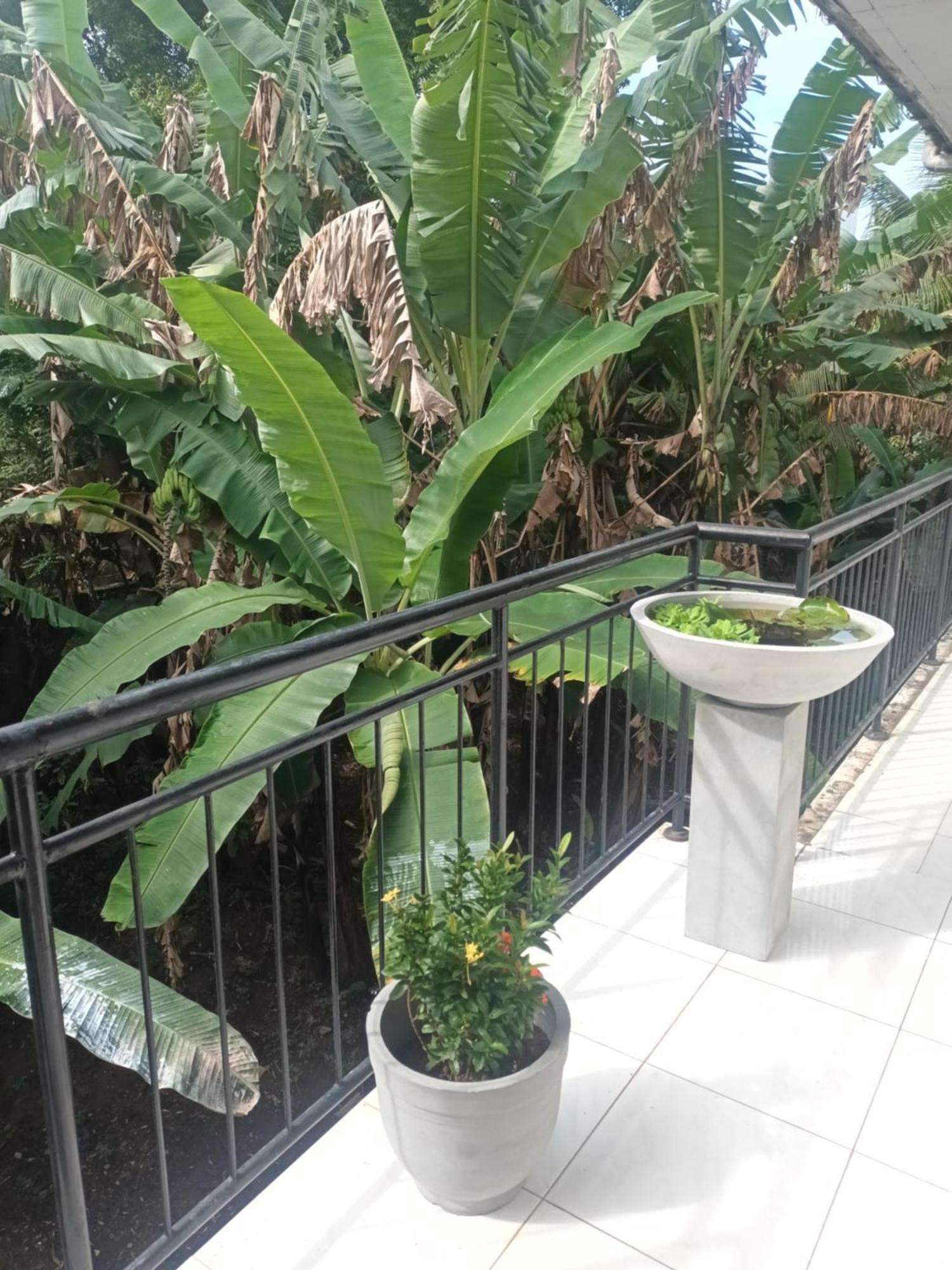 Lovely Flowers In Mount Lavinia Dehiwala-Mount Lavinia Kültér fotó